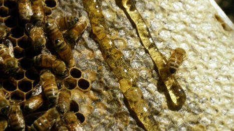 FOOD: The chemical secrets that help keep honey fresh for so long | ALIMENTATIONS | Scoop.it