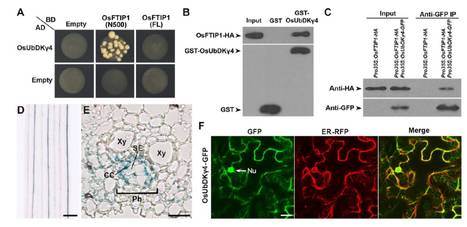 OsFTIP1-Mediated Regulation of Florigen Transport in Rice Is Negatively Regulated by a Ubiquitin-like Domain Kinase OsUbDKγ4 ($) | The Plant Cell | Scoop.it