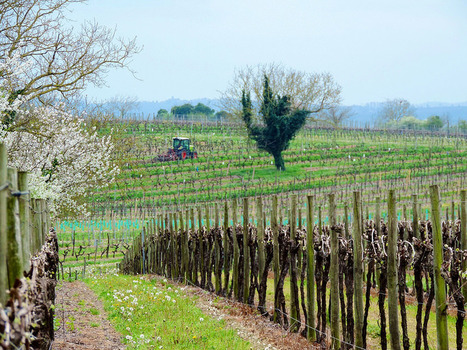 Experiencing the art of living in the vineyards of Cognac | The Cognac and its vineyards | Scoop.it