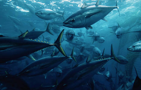 «Seaspiracy»: faut-il cesser de manger du poisson? | Histoires Naturelles | Scoop.it