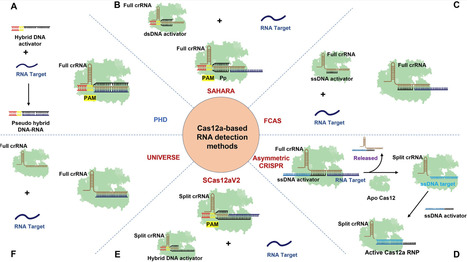 Boosting CRISPR/Cas12a intrinsic RNA detection capability through pseudo hybrid DNA–RNA substrate design | nar | RMH | Scoop.it