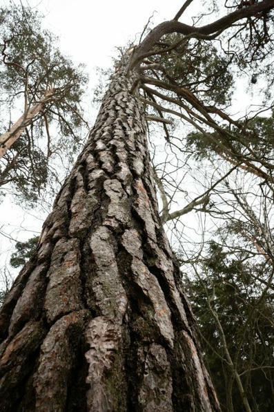 Kiistelty helsinkiläinen metsä joutuu ennennäkemättömän kulutuksen kohteeksi | HS.fi | 1Uutiset - Lukemisen tähden | Scoop.it