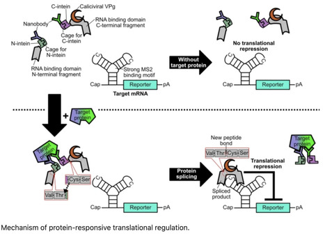 Development of a new caged intein for multi-input conditional translation of synthetic mRNA | SRep | RMH | Scoop.it
