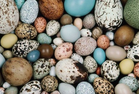 Oiseaux : c'est leur manière de voler qui façonne leurs œufs | Les oiseaux au gré du vent | Scoop.it