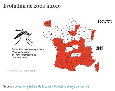 Moustique-tigre en France : 58 départements en vigilance rouge | EntomoNews | Scoop.it