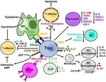 Frontiers | Past, Present, and Future of Regulatory T Cell Therapy in Transplantation and Autoimmunity | Immunology | Immunology | Scoop.it