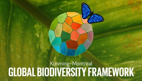 Morpho is taking action on the GBF Targets. Join us!&nbsp; | RAINFOREST EXPLORER | Scoop.it