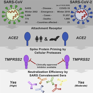 SARS-CoV-2  Entry Depends on ACE2 and TMPRSS2 and Is Blocked by a Clinically Proven Protease Inhibitor | Daily Newspaper | Scoop.it