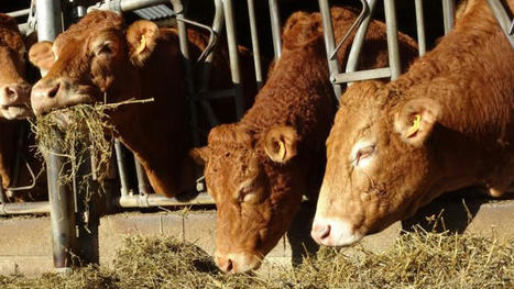 Elevage allaitant : diminuer l'apport protéique des vaches gestantes en hiver | Actualité Bétail | Scoop.it