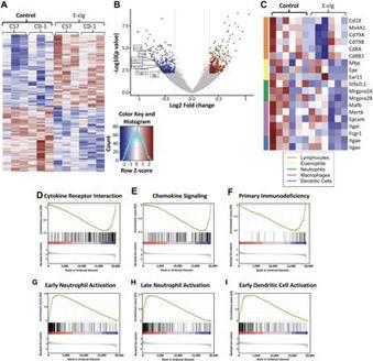 Frontiers | Chronic E-Cigarette Aerosol Inhalation Alters the Immune State of the Lungs and Increases ACE2 Expression, Raising Concern for Altered Response and Susceptibility to SARS-CoV-2 | Physio... | Mucosal Immunity | Scoop.it