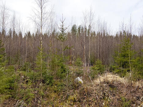 Mets&auml;nhoitot&ouml;iden valvonta tehostui - Uutiset - Aamuset | A1Uutiset | Scoop.it