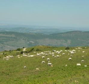 L'Ariège, destination "confidentielle" - La Dépêche | Pastoralisme Ours Loups Lynx | Scoop.it