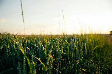 L’agroécologie : contrainte ou solution pour l’agriculture de demain ? | Attitude BIO | Scoop.it