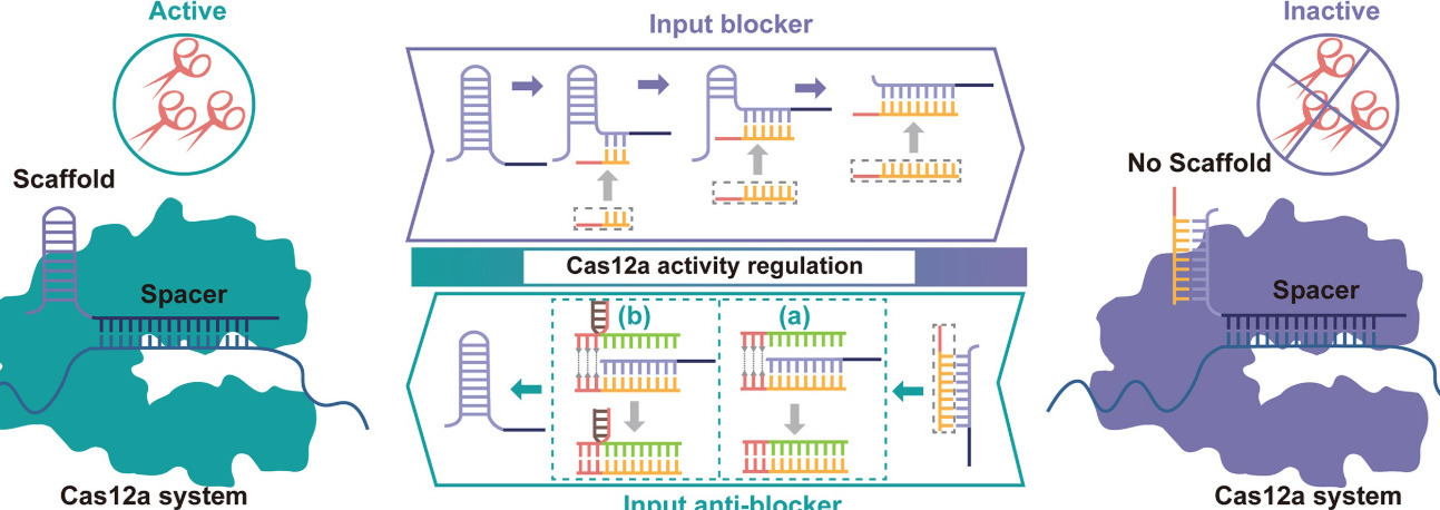 crRNA scaffold remodeling controls CRISPR&ndash...