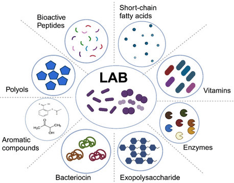 Lactic Acid Bacteria as Biofactories: Mechanistic Insights, Engineering Strategies, and Future Horizons for Heterologous Enzyme Expression | acs | RMH | Scoop.it