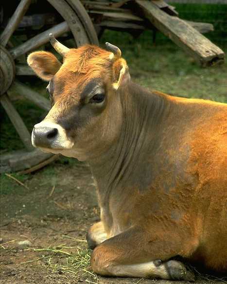 La FAO dresse un panorama de l'évolution des maladies animales | SCIENCES DE L' ANIMAL | Scoop.it