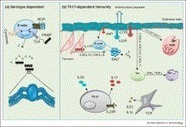 ScienceDirect.com - Current Opinion in Immunology - Th17 cell based vaccines in mucosal immunity | Mucosal Immunity | Scoop.it