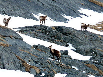 Posets ha perdido en un a&ntilde;o un 35% de su poblaci&oacute;n de sarrio por el pestivirus | Vall&eacute;es d'Aure & Louron - Pyr&eacute;n&eacute;es | Scoop.it