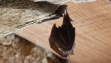 Lacroix-Falgarde. Opération Nuit de la chauve-souris | Lacroix-Falgarde | Scoop.it