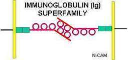 Adhesion molecules | Immunology for University Students | Scoop.it