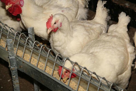 Le transfert direct de mycotoxines de la mère au poussin est possible | SCIENCES DE L' ANIMAL | Scoop.it