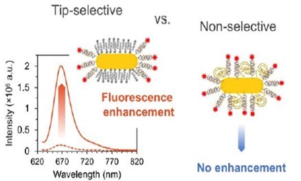 Assembly of Dyes at the Tips of Gold Nanorods Enhances Fluorescence Emission | iBB | Scoop.it