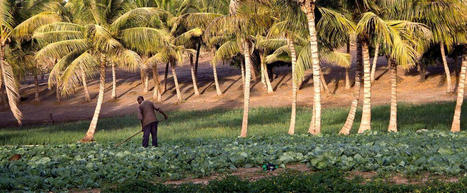 Transition agroécologique des pays du Sud : quelles conditions de réussite ? | Cirad | Agroecologie et Systèmes Alimentaires Durables | Scoop.it