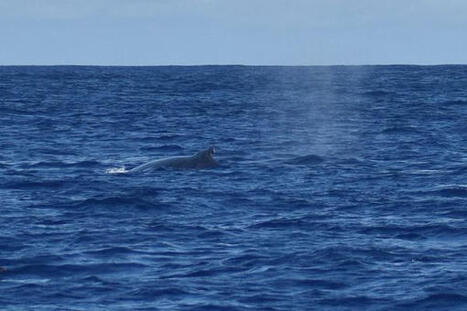 O&ugrave; sont les baleines ? Faible fr&eacute;quentation en ce d&eacute;but de saison &agrave; La R&eacute;union | Revue de presse C&eacute;tac&eacute;s | Scoop.it
