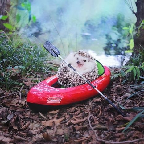 Tiny Hedgehog Goes Camping, And His Pics Will Make Your Day | Daring Fun & Pop Culture Goodness | Scoop.it