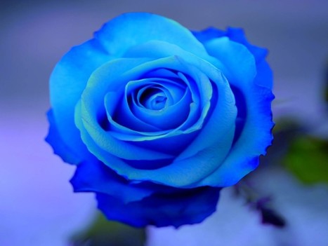 Hd Wallpapers 1080p Blue Rose Wallpapers S
