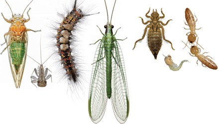"Le confinement diminue les pressions sur les populations d'insectes", affirme l'Union internationale pour la conservation de la nature | EntomoNews | Scoop.it
