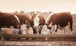Rise of the smart farm: get ready for satellite-controlled cows | Actualités de l'élevage | Scoop.it