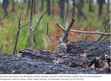 MEDITERRANEAN FORESTS : Moving beyond suppression: why fire-smart management pays off | CIHEAM Press Review | Scoop.it