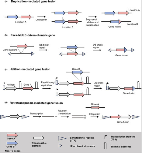 Breaking and making genes: the genesis of novel traits in plants | nphy | RMH | Scoop.it