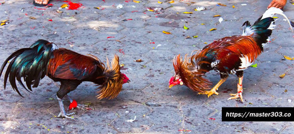 Ayam Pama In Berita Bebas Scoopit