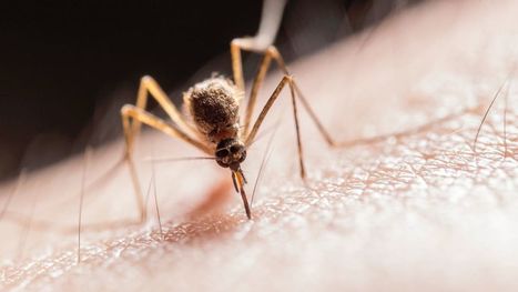 El escondite de los mosquitos para desaparecer en invierno | Bichos en Clase | Scoop.it