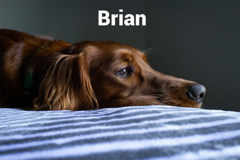 21 Names You Will Never, Ever Name Your Dog | Name News | Scoop.it