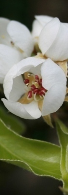 Le guide d’observation et de suivi des bioagresseurs est en ligne | HORTICULTURE | Scoop.it