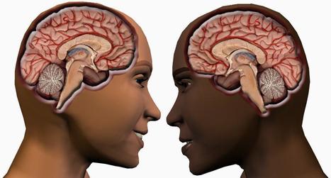 Matters of the Brain: Why Men and Women Are So Different | Science News | Scoop.it