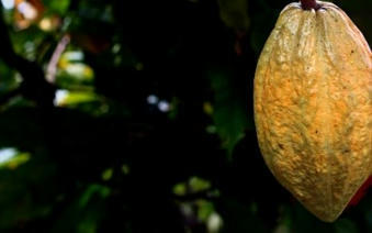 ECA Cocoa Forum 2022 ends with a shared vision on transparency and traceability | Supply chain News and trends | Scoop.it