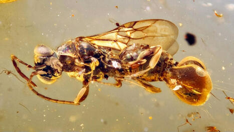 Cette guêpe préhistorique mortelle capturait ses proies avec ses abdos "attrape-mouches" | National Geographic | EntomoScience | Scoop.it