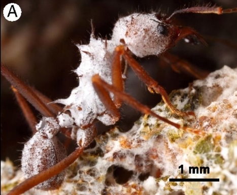Les fourmis, premi&egrave;res agricultrices bio | EntomoNews | Scoop.it