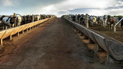 Impact de l'accord UE-Mercosur sur les éleveurs de viande bovine | Economie de l'Elevage | Scoop.it