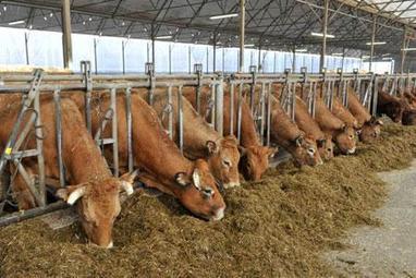 Viande/Crise économique : volailles et œufs remplacent la viande dans le panier des ménages (FranceAgrimer) - La France Agricole | Economie de l'Elevage | Scoop.it