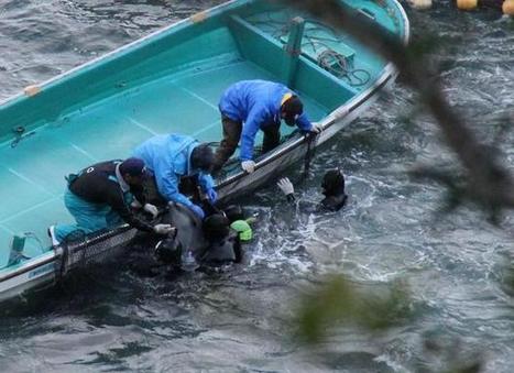 OUTRAGE: Bottlenose dolphins still being held in #Taiji Cove | OUR OCEANS NEED US | Scoop.it