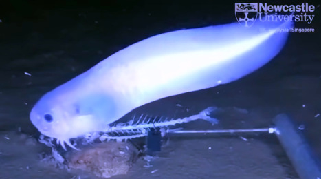 A new species of deep-sea fish discovered in the Atacama Trench | Amazing Science | Scoop.it