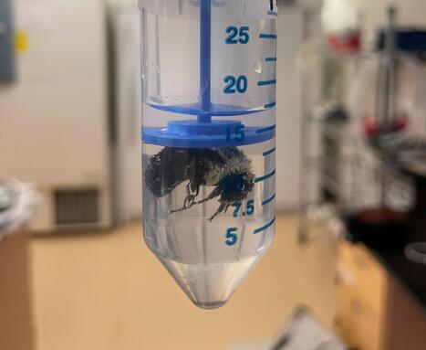 Comment font les reines bourdons pour survivre une semaine sous l&rsquo;eau ? | EntomoNews | Scoop.it