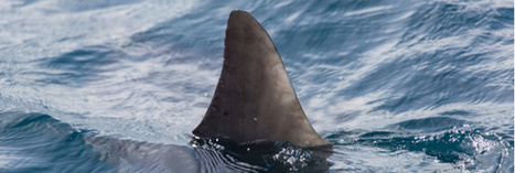 En Australie, les filets anti-requins tuent plus d'espèces menacées que de requins | Zones humides - Ramsar - Océans | Scoop.it