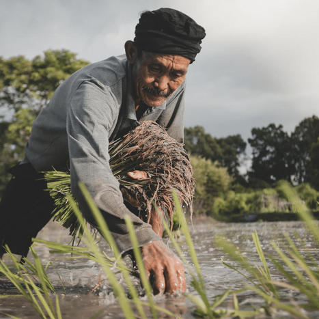 GÉOPOLITIQUE : Bruno Parmentier : "Le prix du riz au plus haut depuis 15 ans va aggraver la faim en Asie et en Afrique" | MED-Amin network | Scoop.it