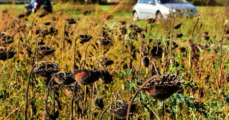 Jusqu’à 32°C atteints ce vendredi 28 octobre dans le Sud-Ouest | Les Colocs du jardin | Scoop.it